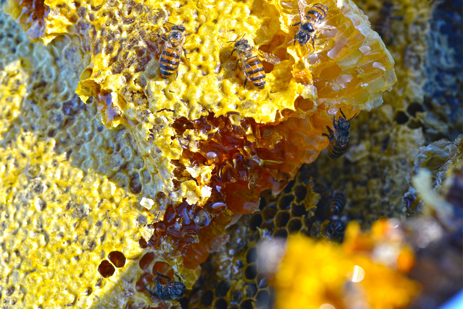 百花蜜イメージ